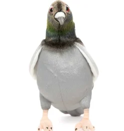 Hansa knuffels Genau wie eine echte Kuscheltaube von Hansa- Kuschelvögel
