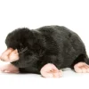 Hansa knuffels Hansa Kuschelmaulwurf 23 × 14 × 8 cm- Jungen|Mädchen